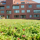 ECCOsedum : Kant-en-klare groendaktegels