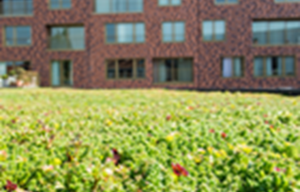 ECCOsedum : Kant-en-klare groendaktegels