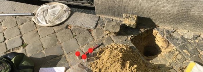 Nesten van wilde zandbijen